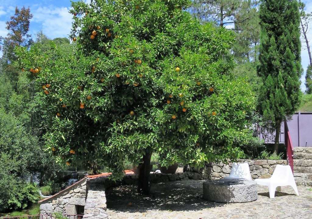 Photo of Outdoor in Cossourado