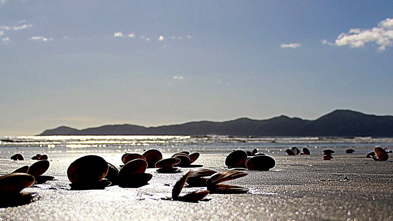 Photo of Others in Raumati South