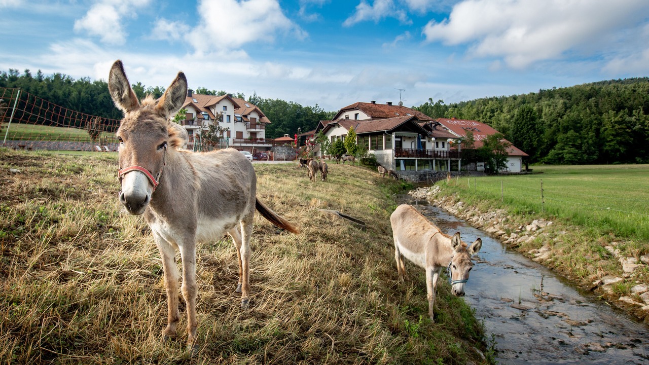 Photo of Outdoor in Predjama