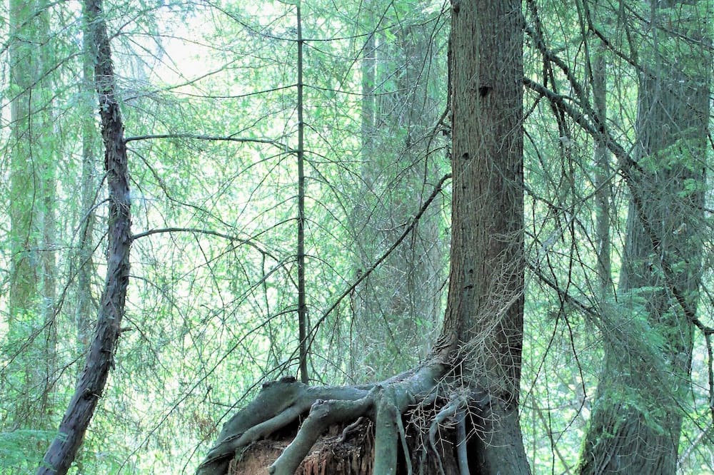Photo of Outdoor in Central Kootenay