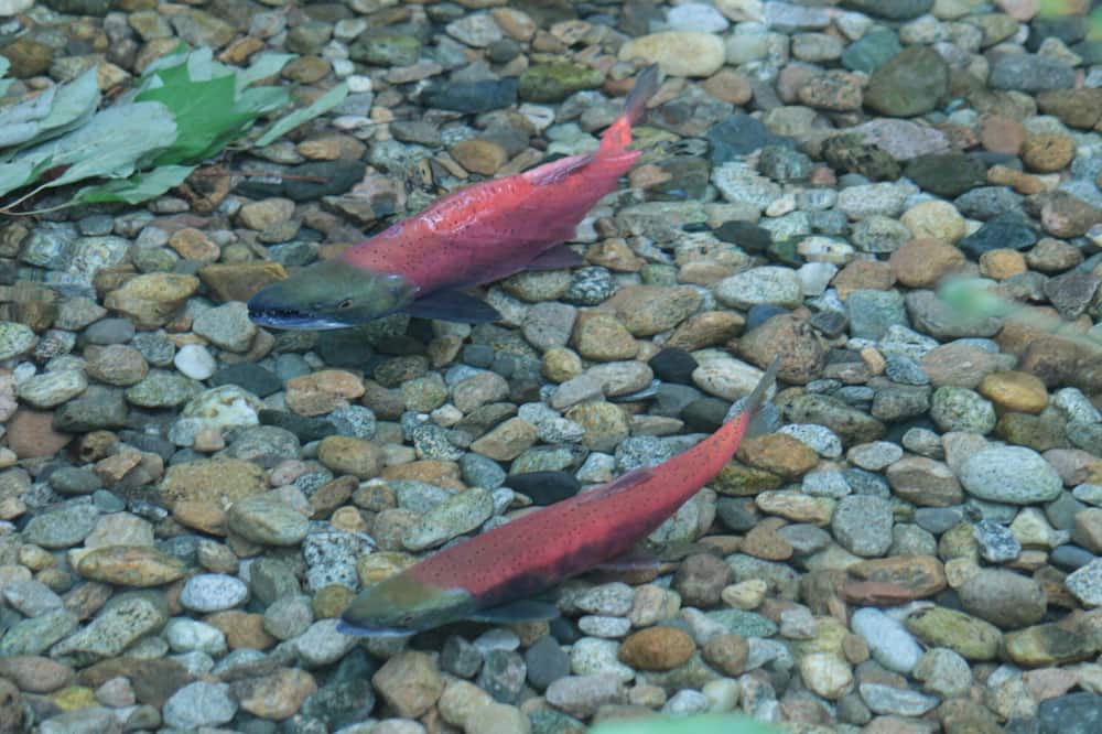 Photo of Others in Central Kootenay