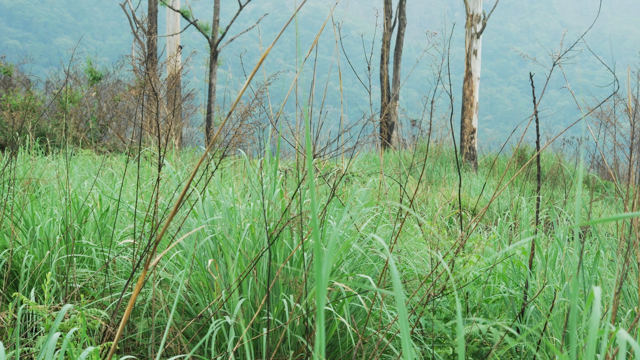 Photo of Others in Moolakadai