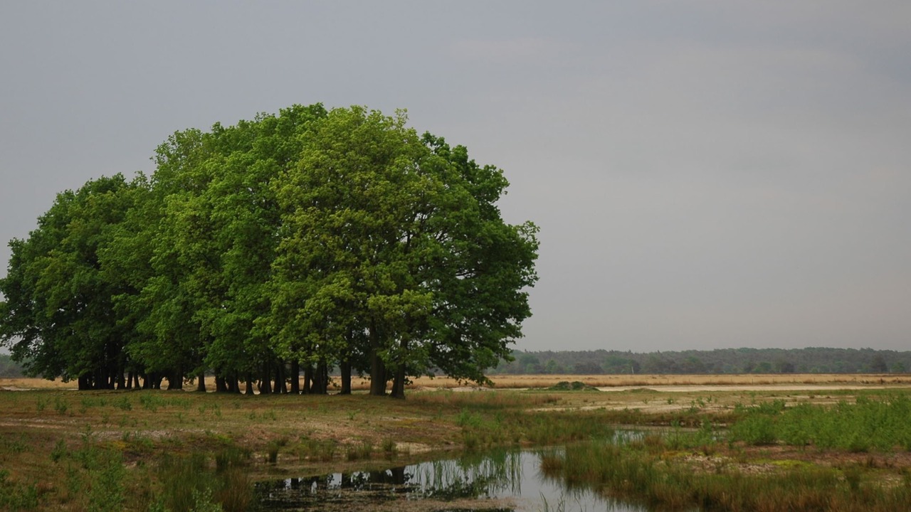 Photo of Others in Voorthuizen