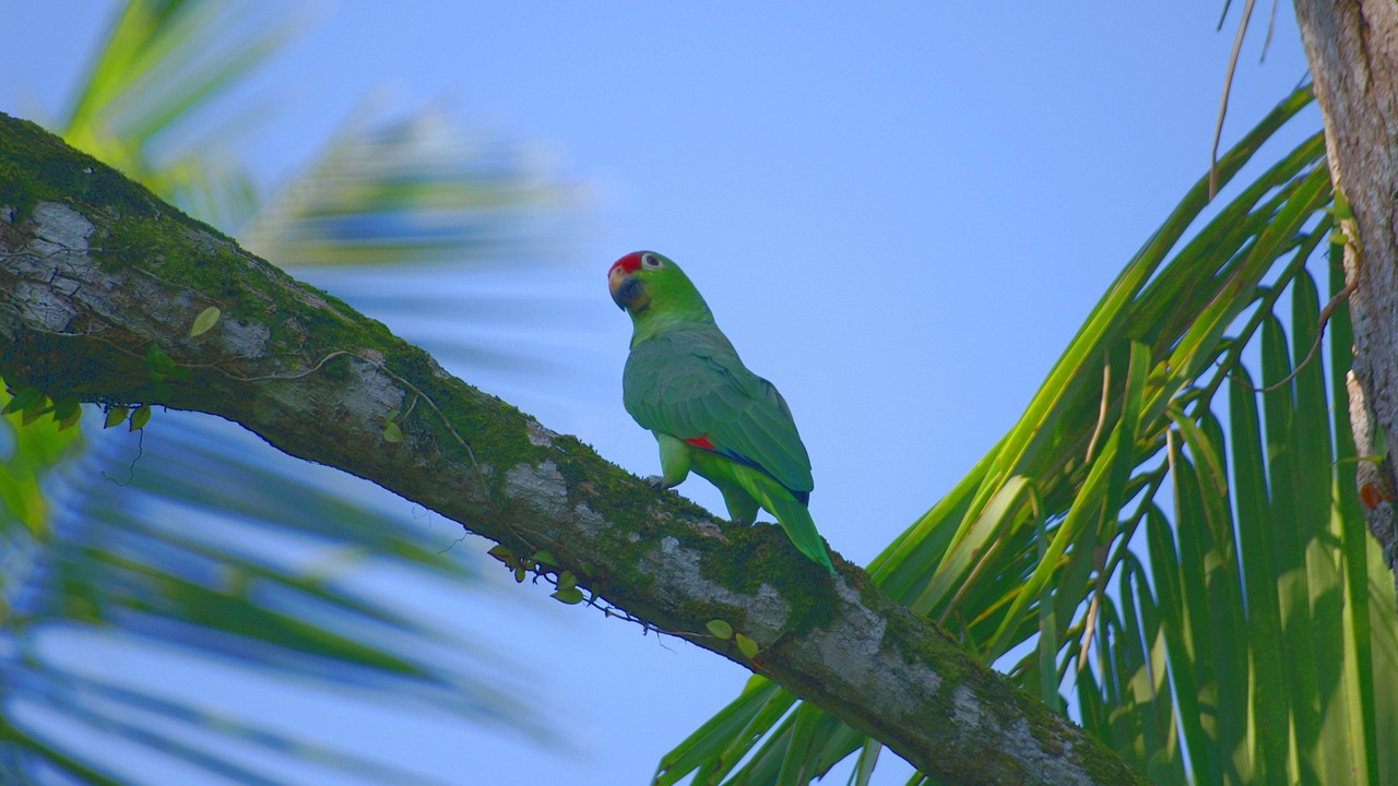 Photo of Outdoor in Playa Matapalo