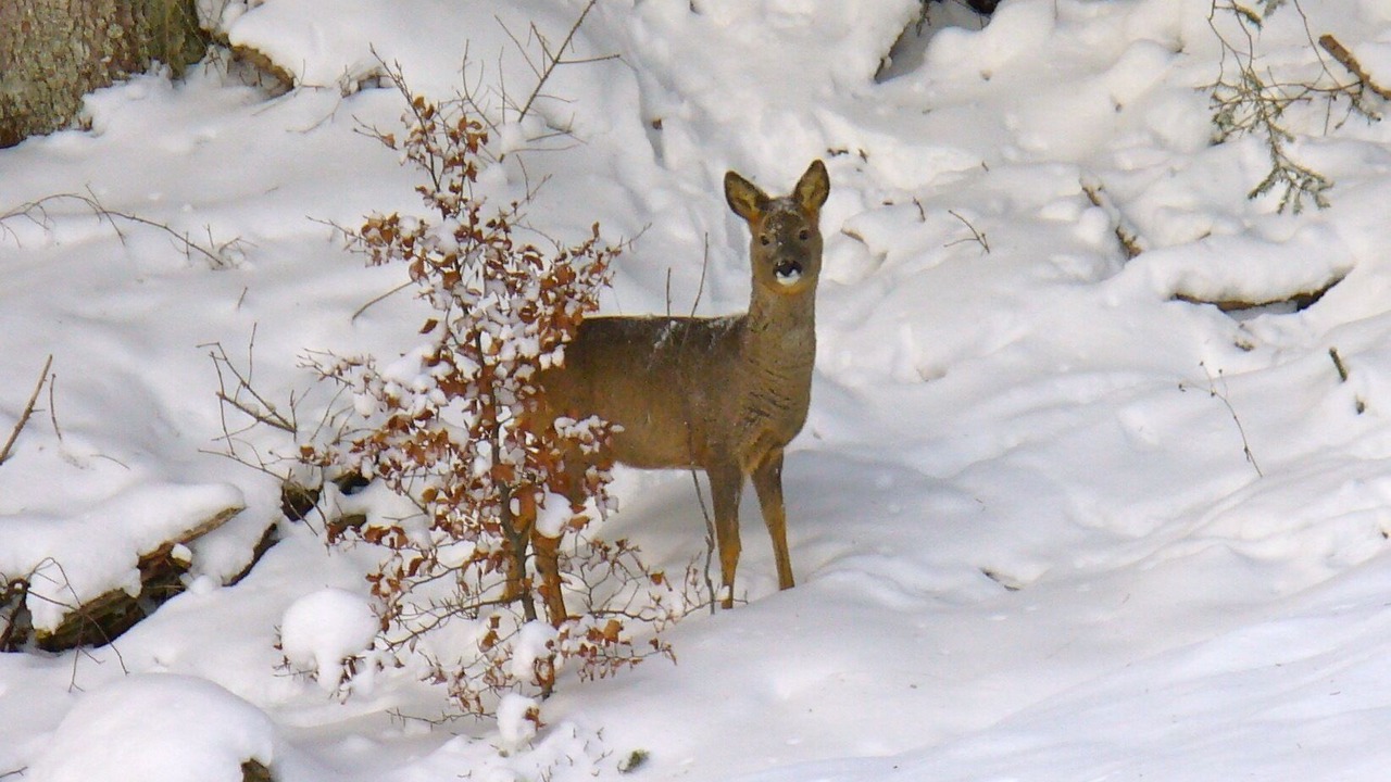 Photo of Others in Blasiwald
