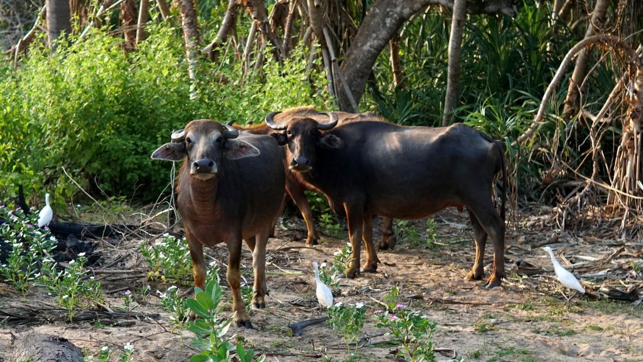Photo of Outdoor in Rekawa