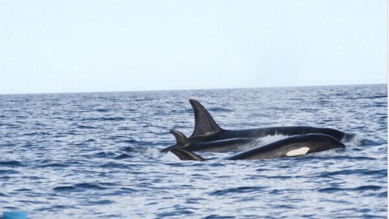 Photo of Others in Dunfield