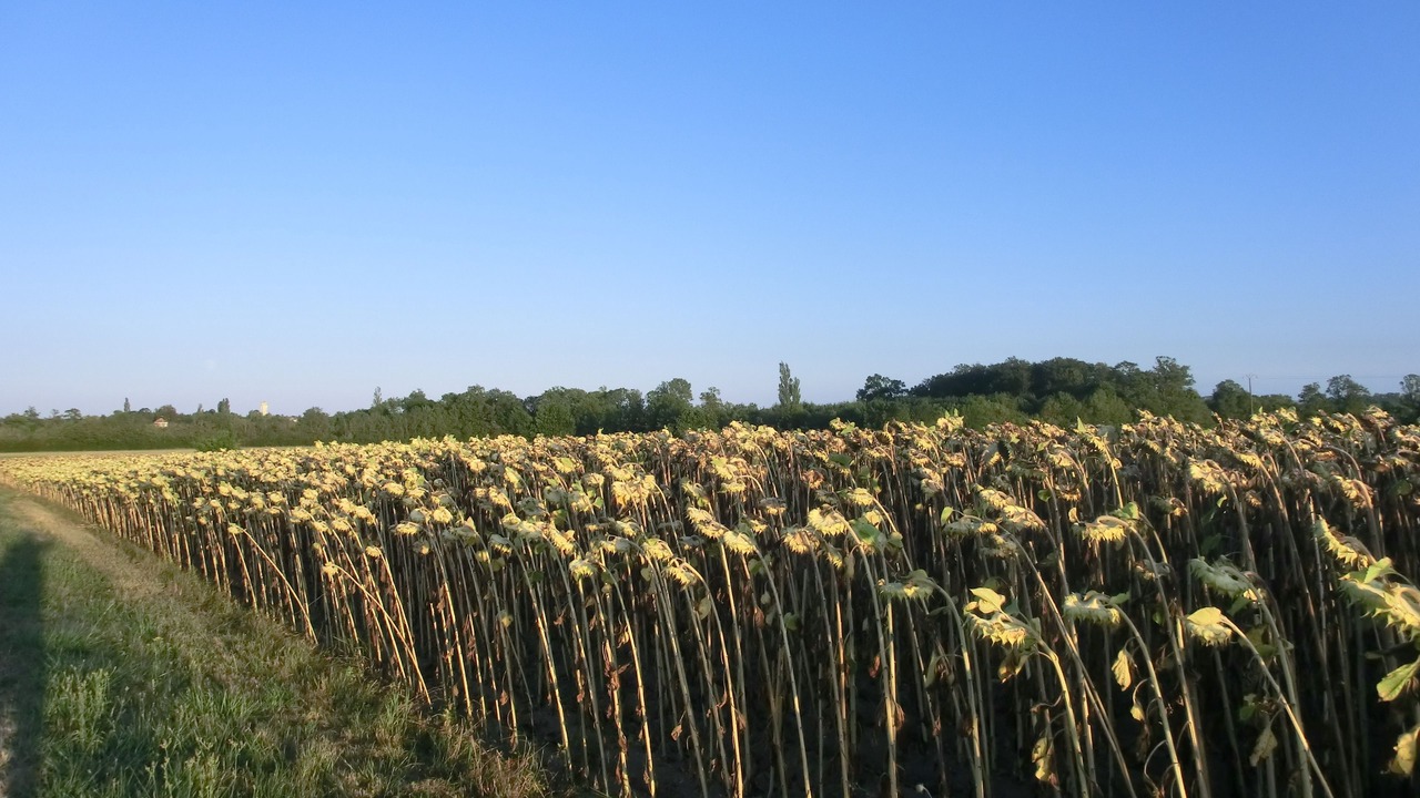 Photo of Outdoor in Sainte-Severe
