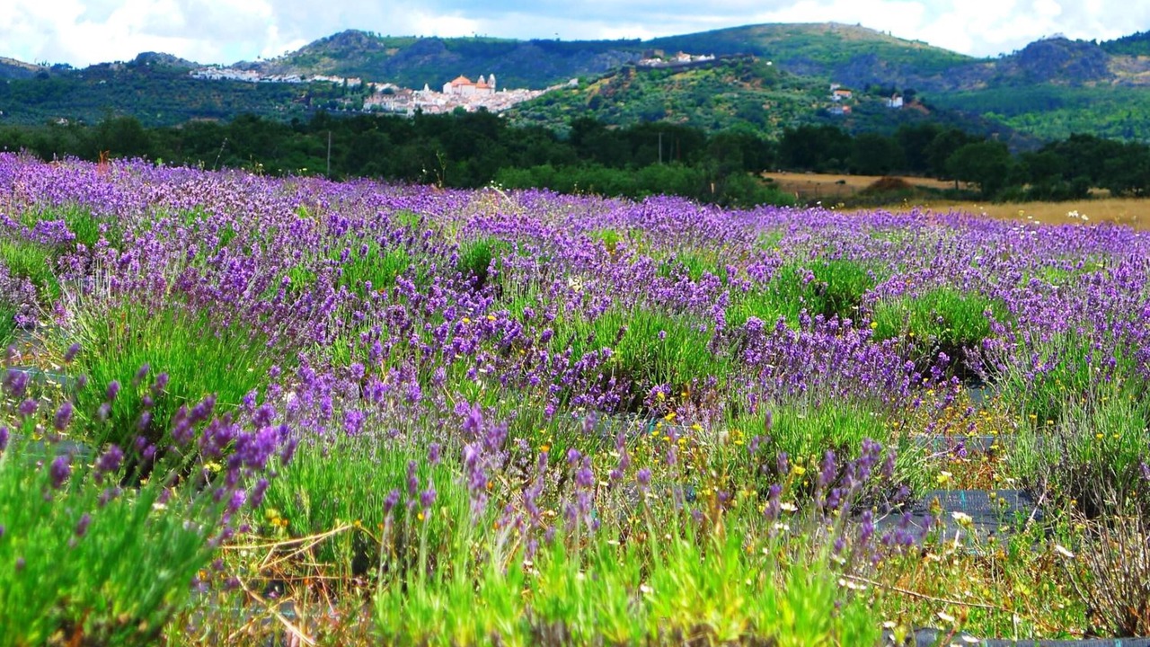 Photo of Outdoor in Santa Maria da Devesa
