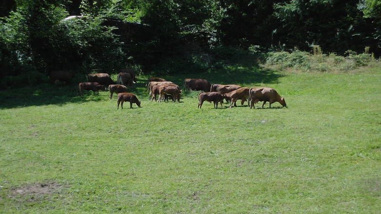 Photo of Outdoor in Hausach