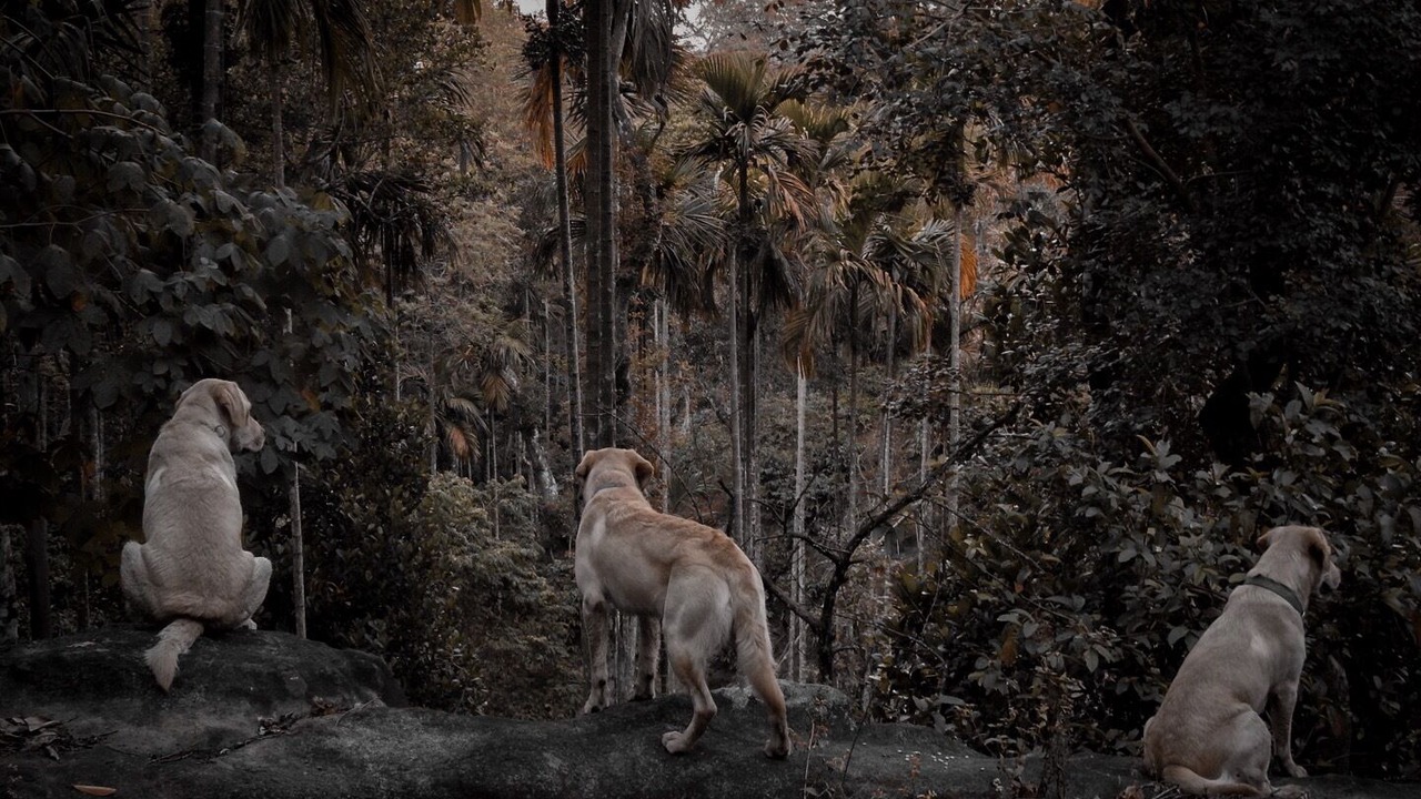 Photo of Outdoor in Kolagappara
