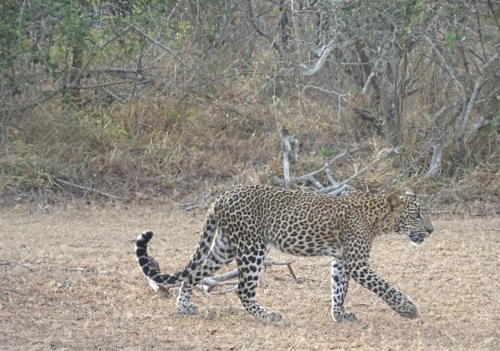 Photo of Outdoor in Tissamaharama