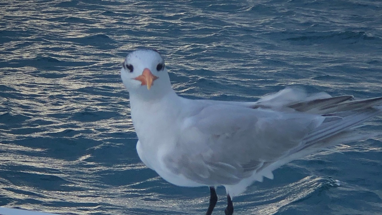 Photo of Others in Lajas