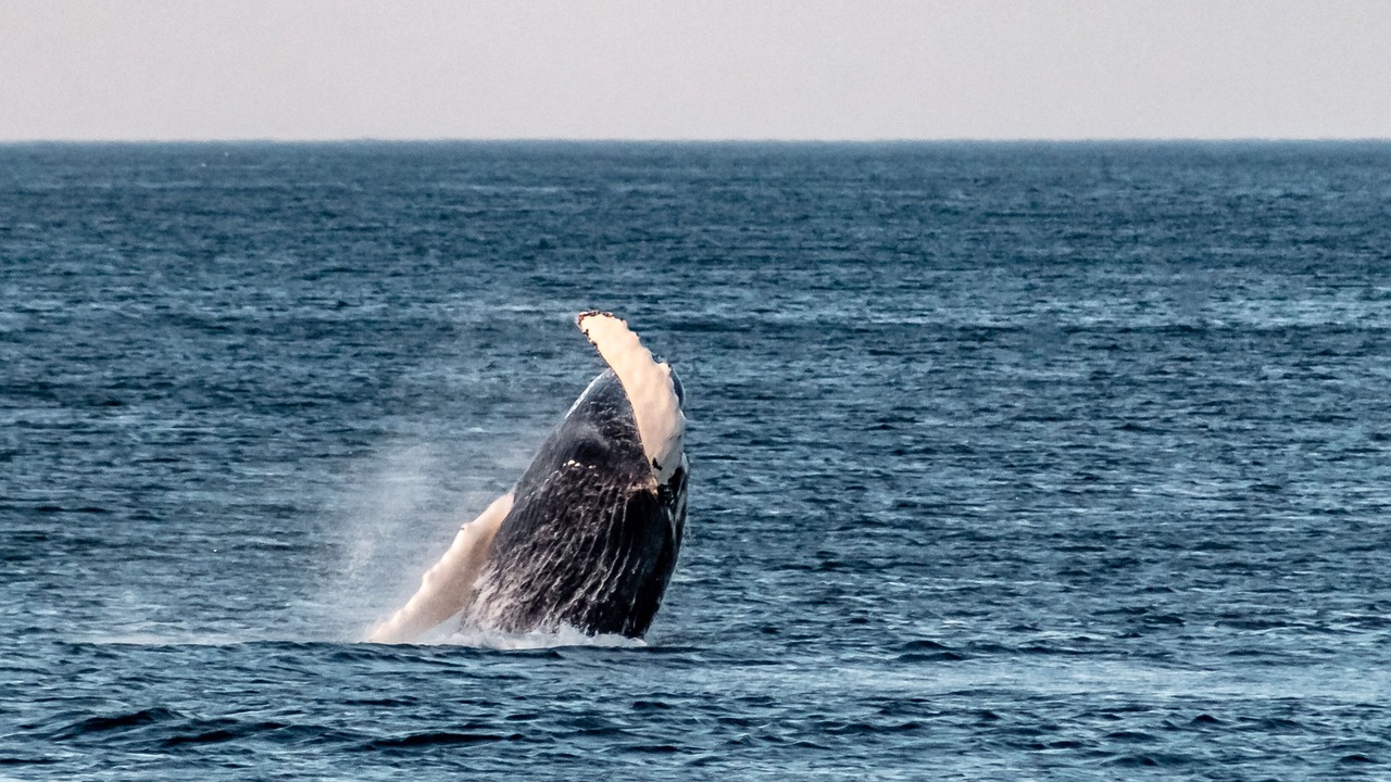 Photo of Others in Pouch Cove