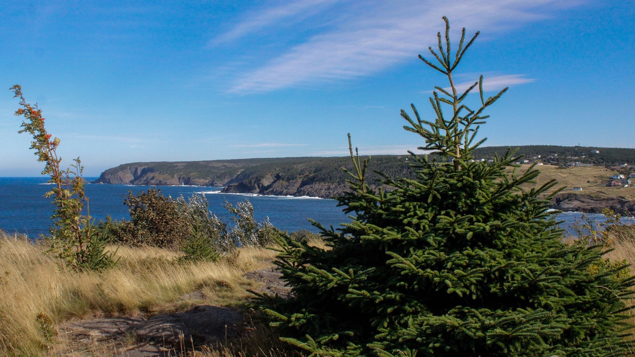 Photo of Others in Pouch Cove