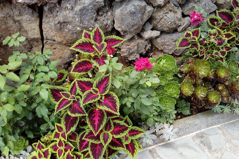 Photo of Outdoor in Sao Roque do Pico