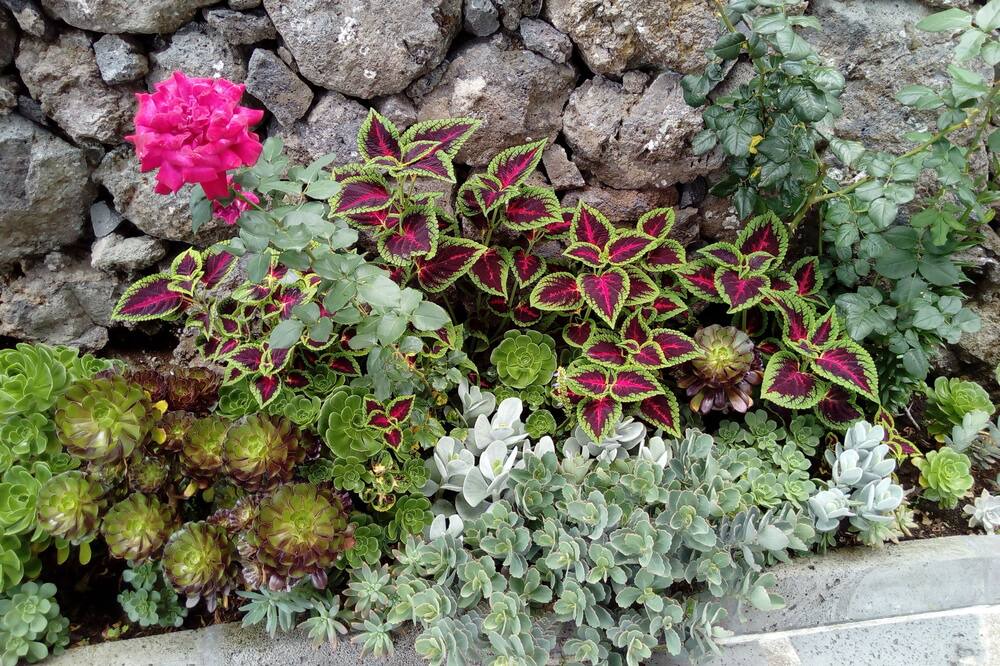 Photo of Outdoor in Sao Roque do Pico