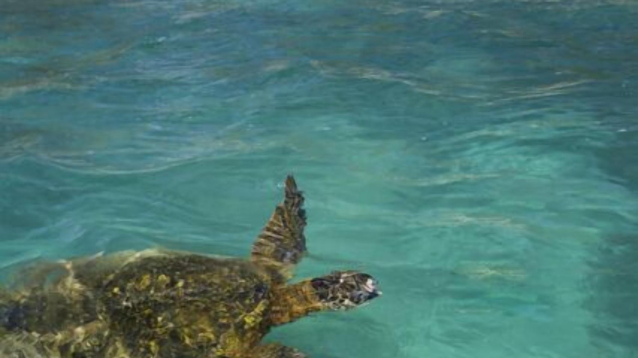 Photo of Others in Haleiwa