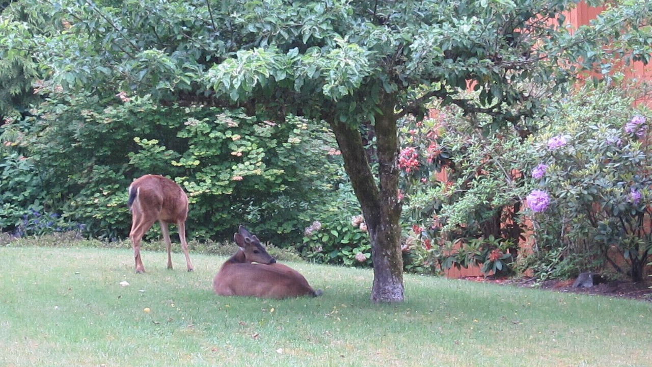 Photo of Outdoor in Lummi Island