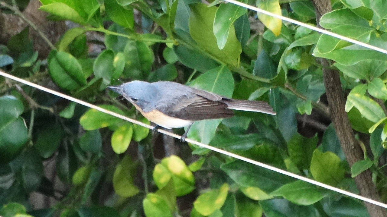 Photo of Outdoor in Shute Harbour