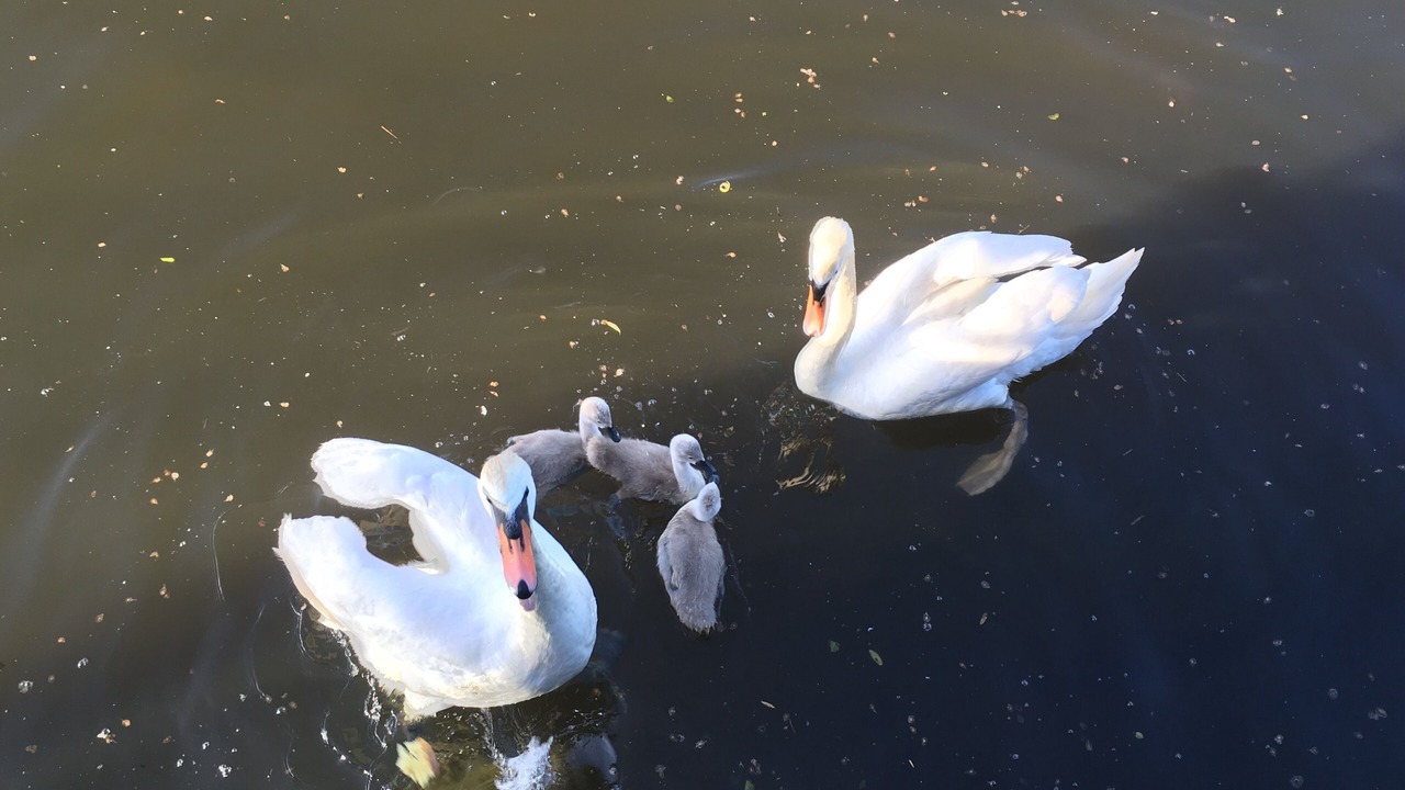 Photo of Others in Amsterdam East
