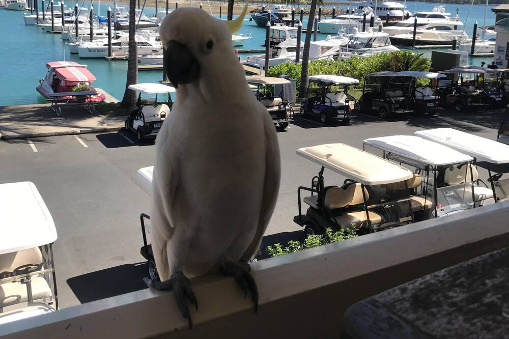 Photo of Others in Hamilton Island