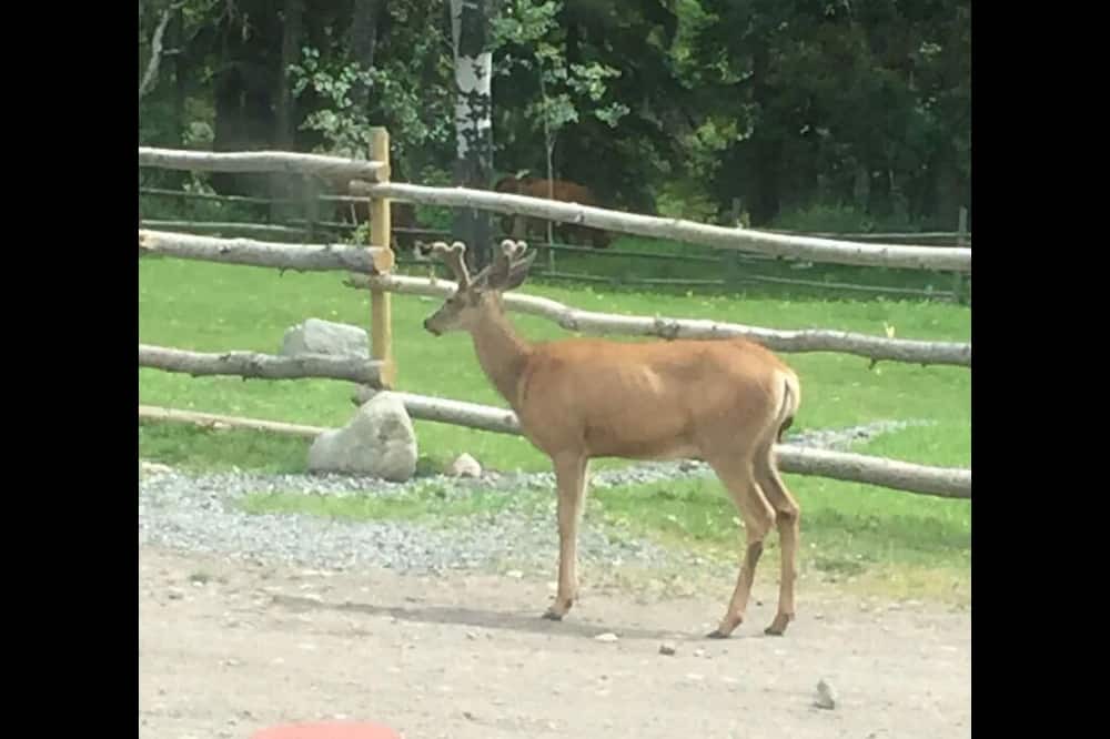 Photo of Others in Bridge Lake