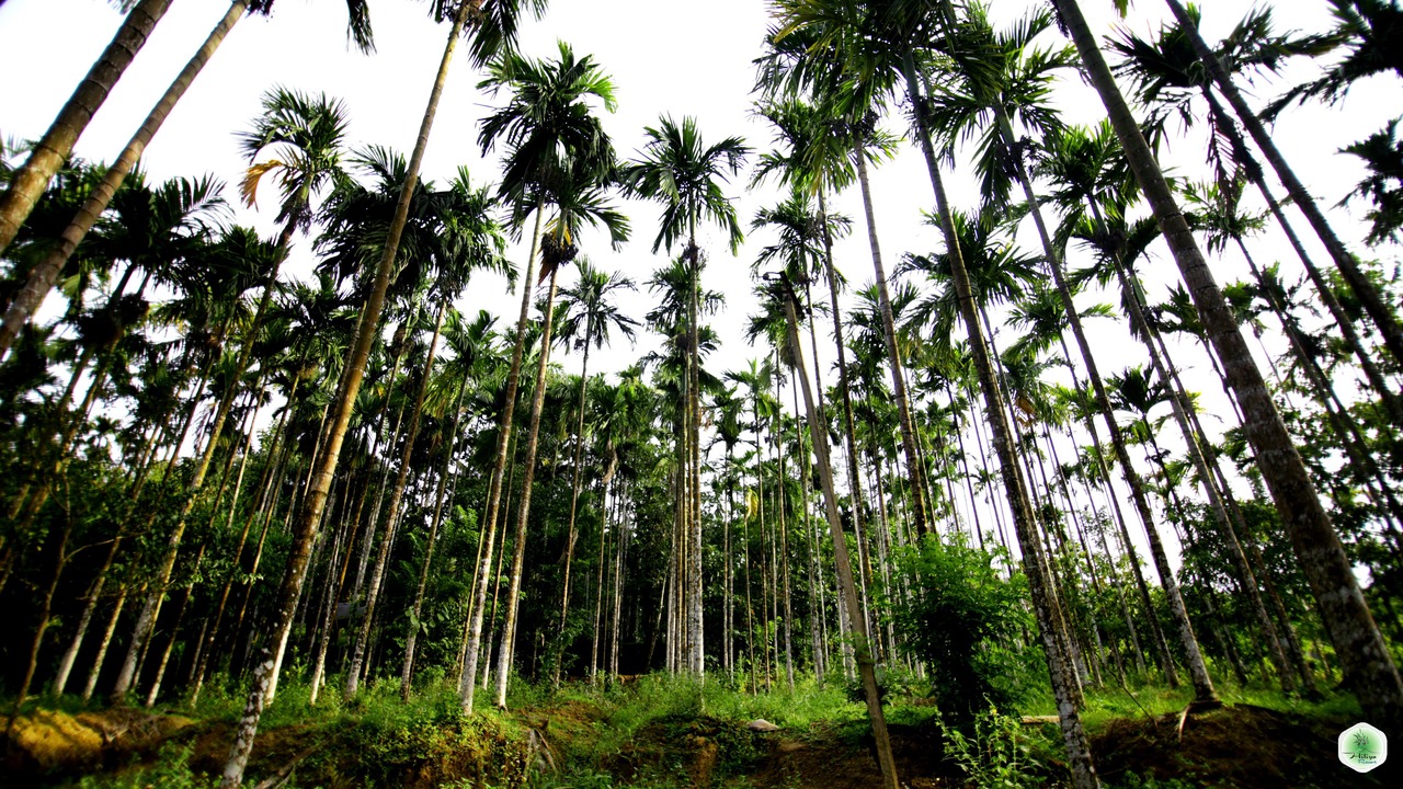 Photo of Outdoor in Sulthan Bathery