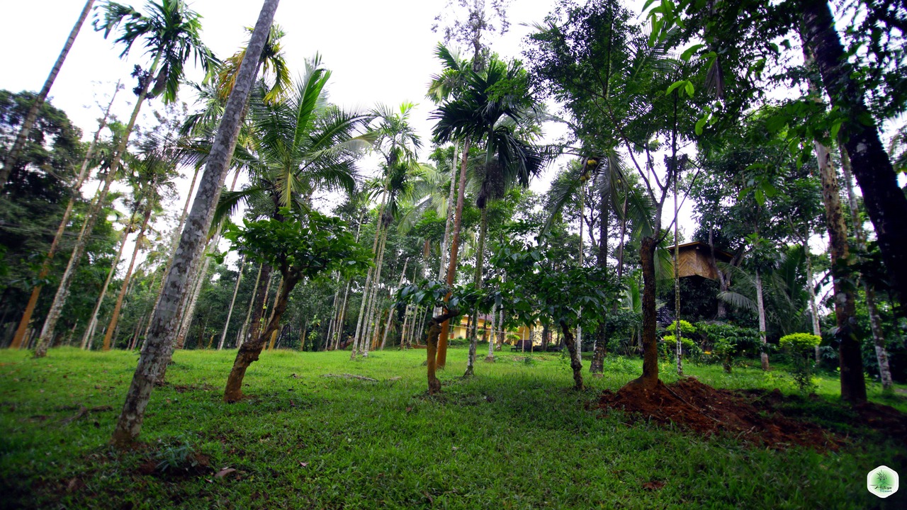 Photo of Outdoor in Sulthan Bathery