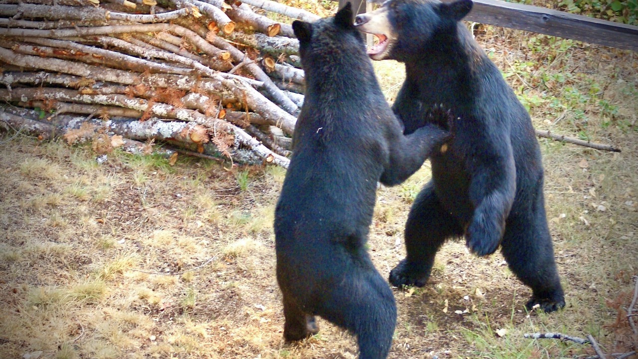 Photo of Others in Kaslo