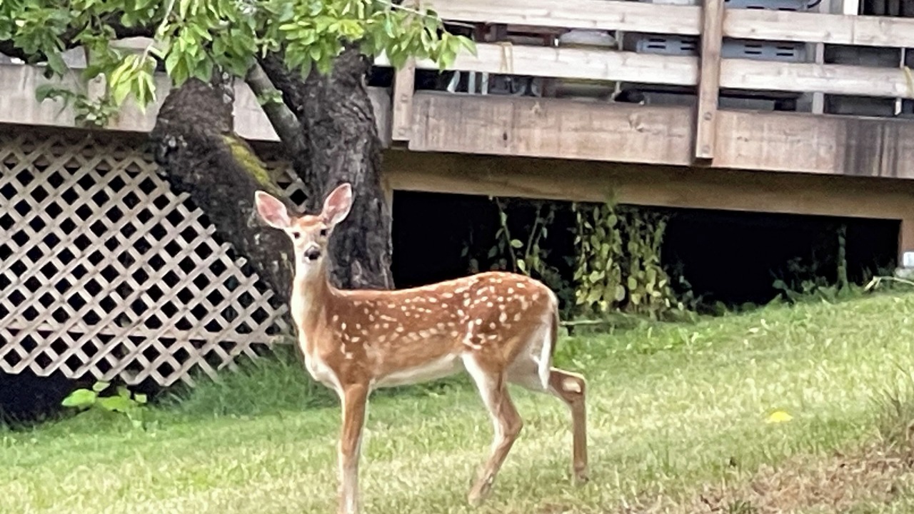 Photo of Others in Kaslo