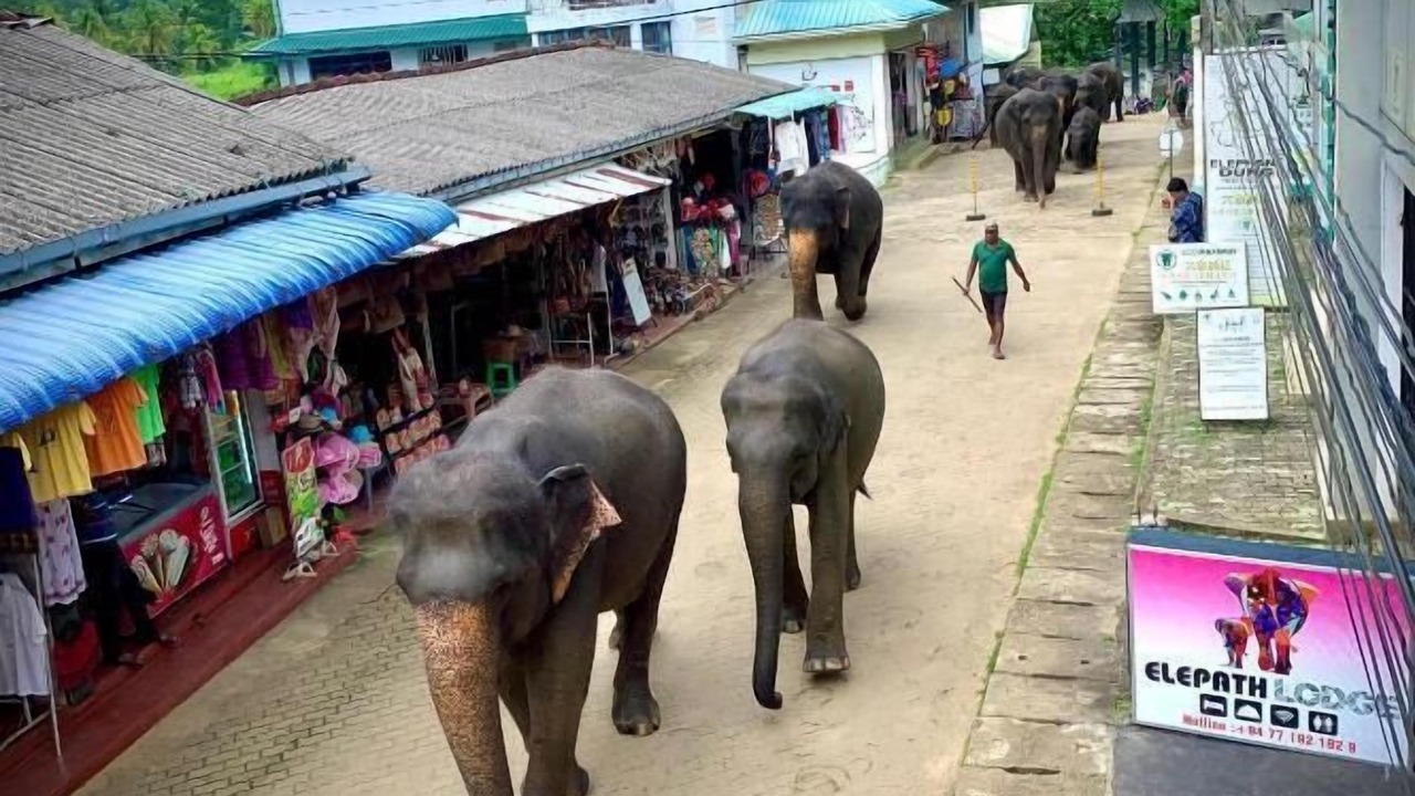 Photo of Outdoor in Pinnawala