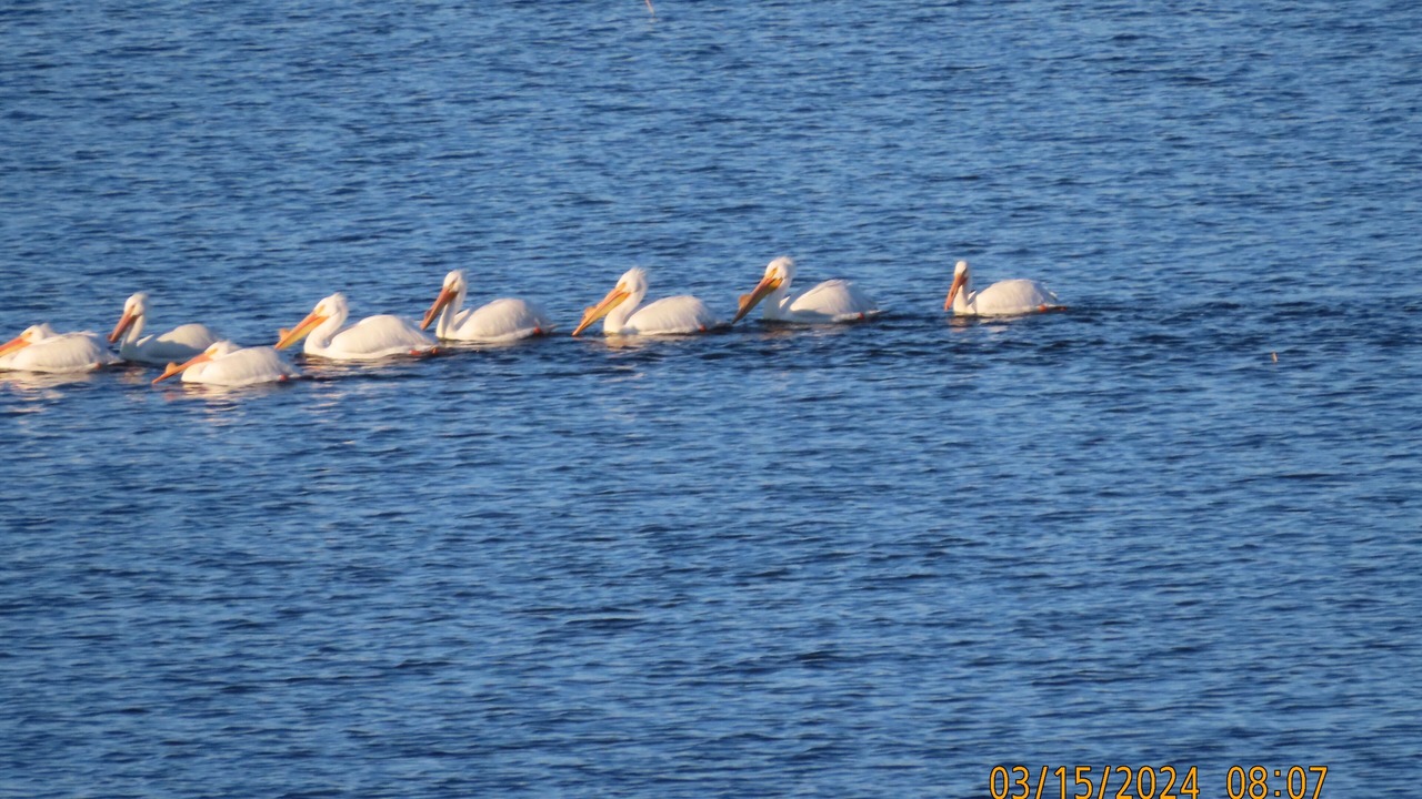 Photo of Others in Brice Prairie