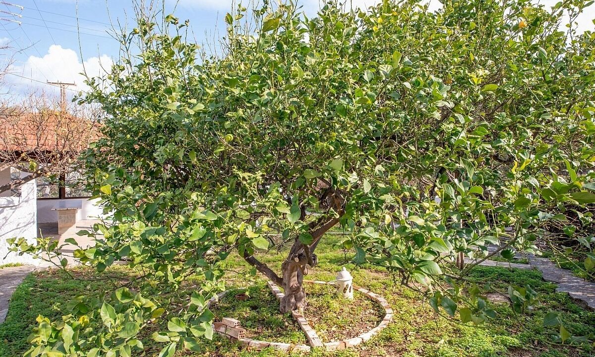 Photo of Outdoor in Vathianos Kampos