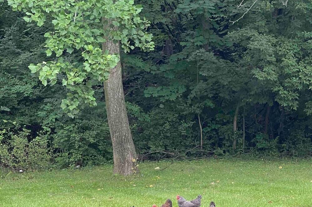 Photo of Outdoor in Flushing