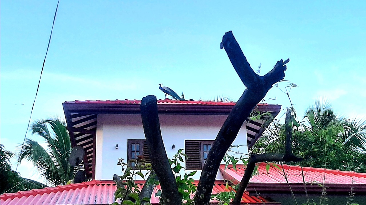 Photo of Outdoor in Kirinda