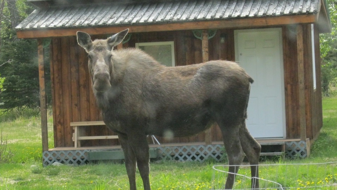 Photo of Outdoor in Ninilchik