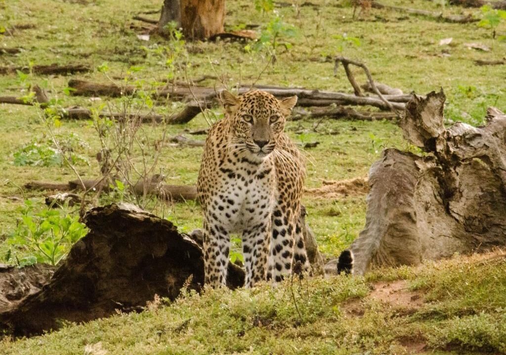 Photo of Others in Tissamaharama