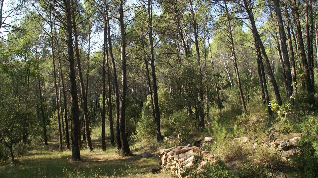 Photo of Others in La Caravane