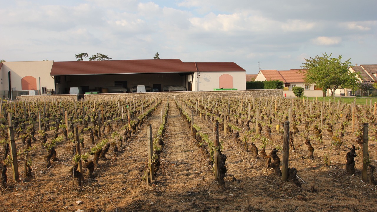 Photo of Others in Puligny-Montrachet