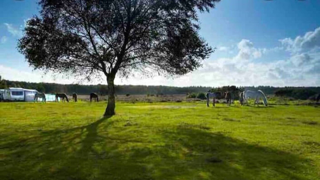 Photo of Others in New Forest District