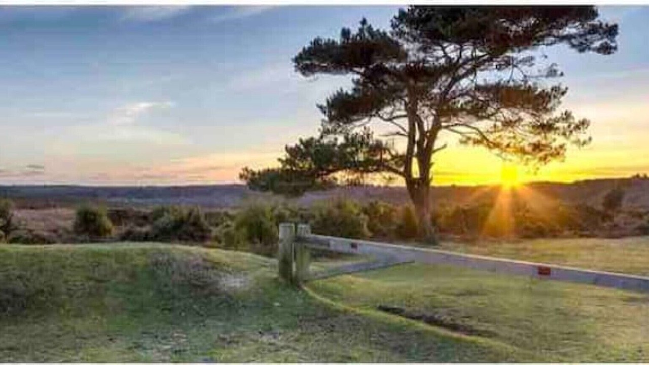 Photo of Others in New Forest District