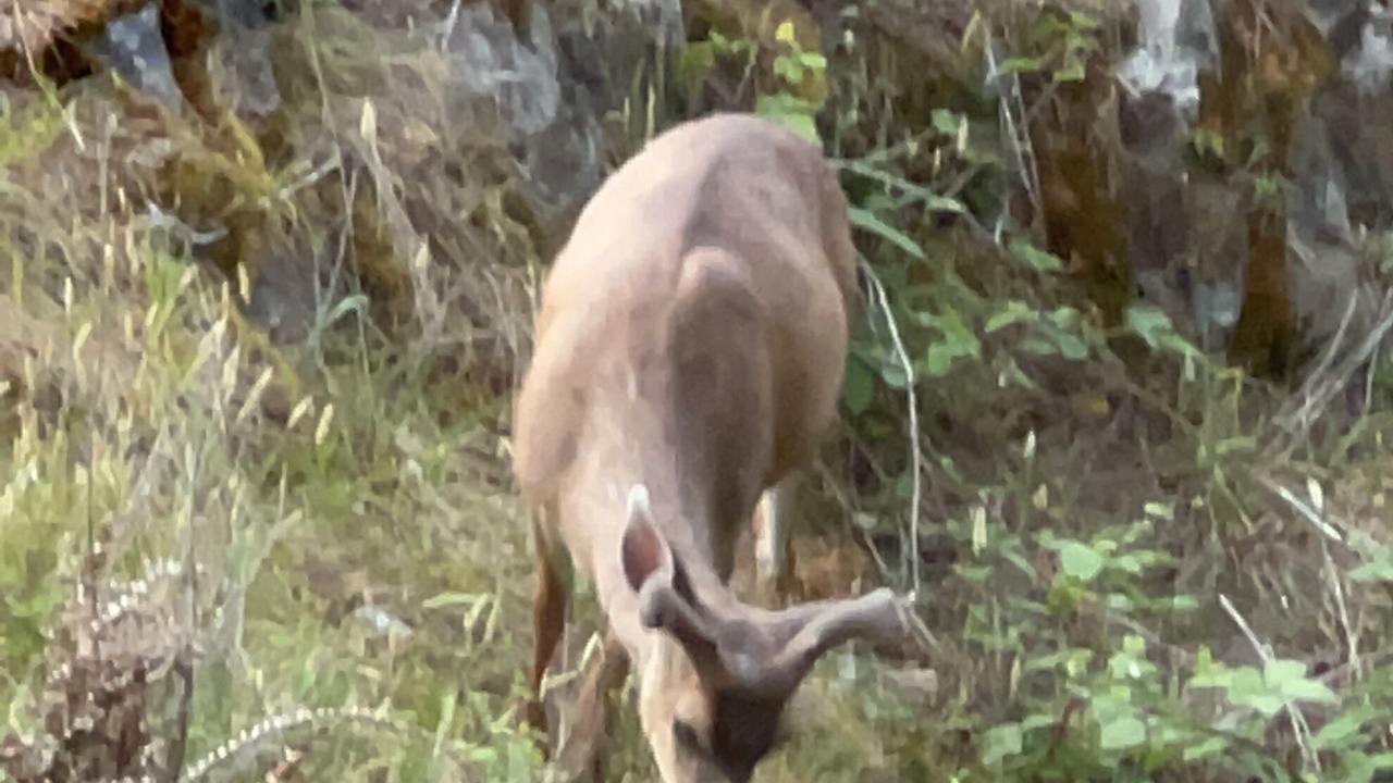 Photo of Others in Bowen Island
