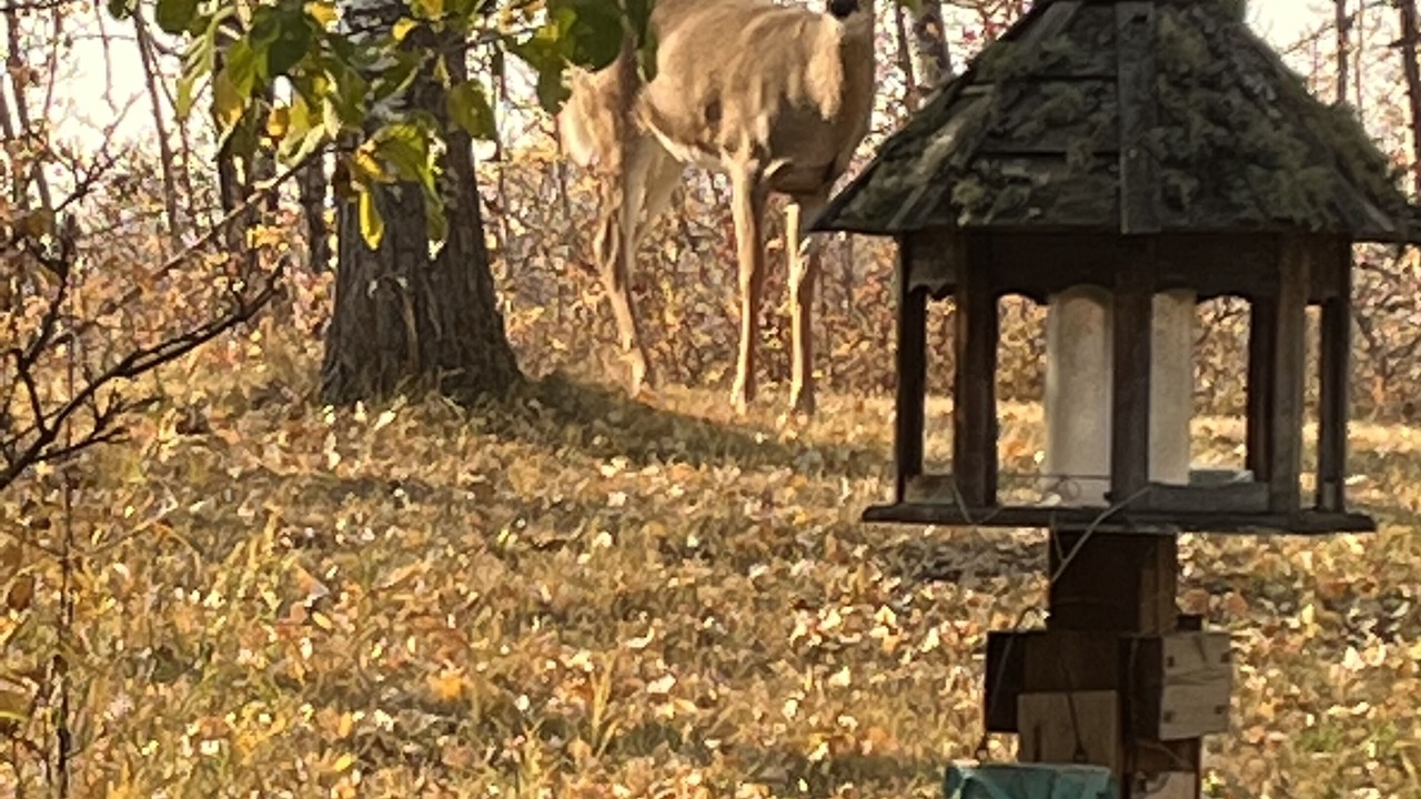 Photo of Outdoor in Sherwood Park