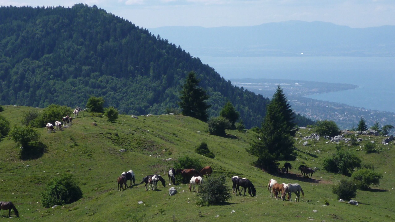 Photo of Others in Thollon-les-Memises