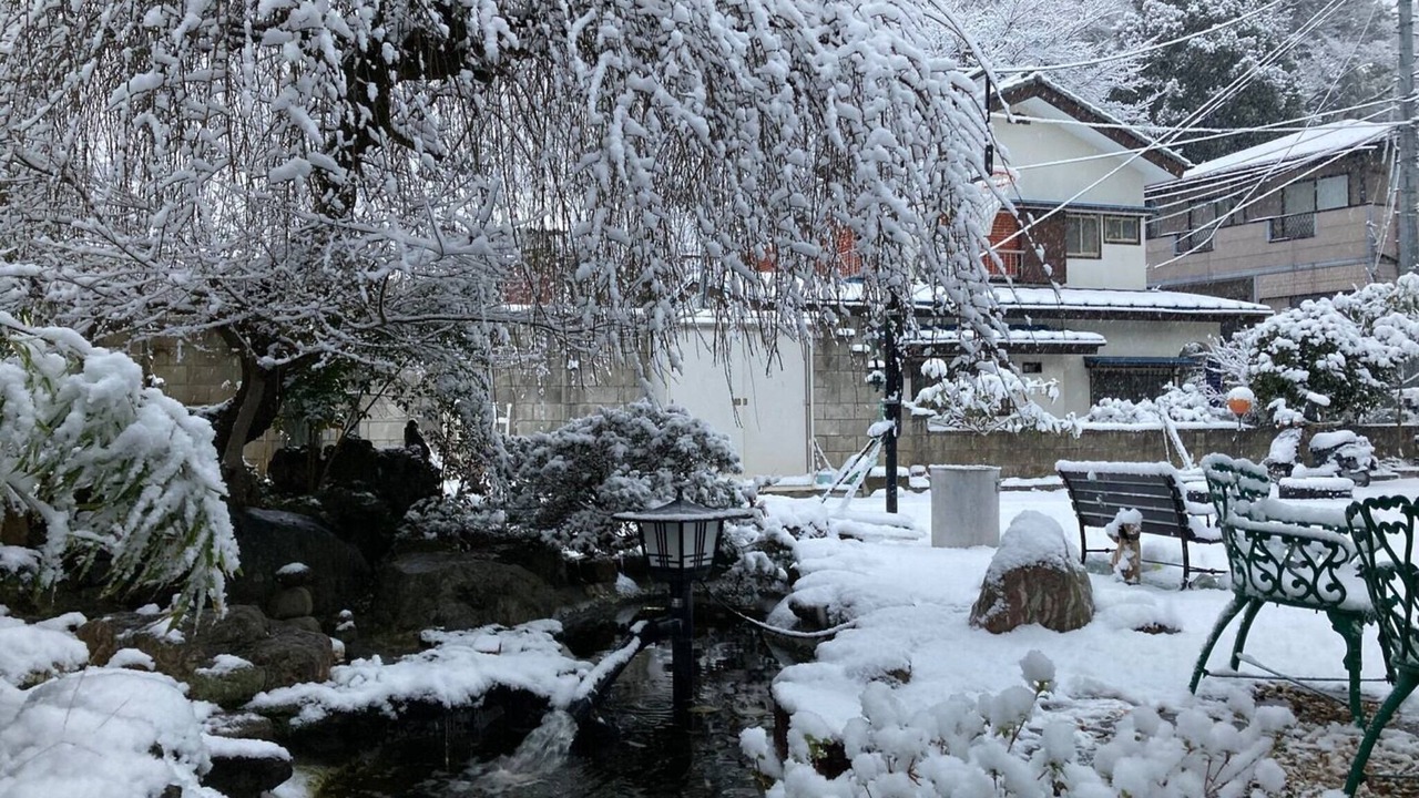 Photo of Outdoor in Sakura