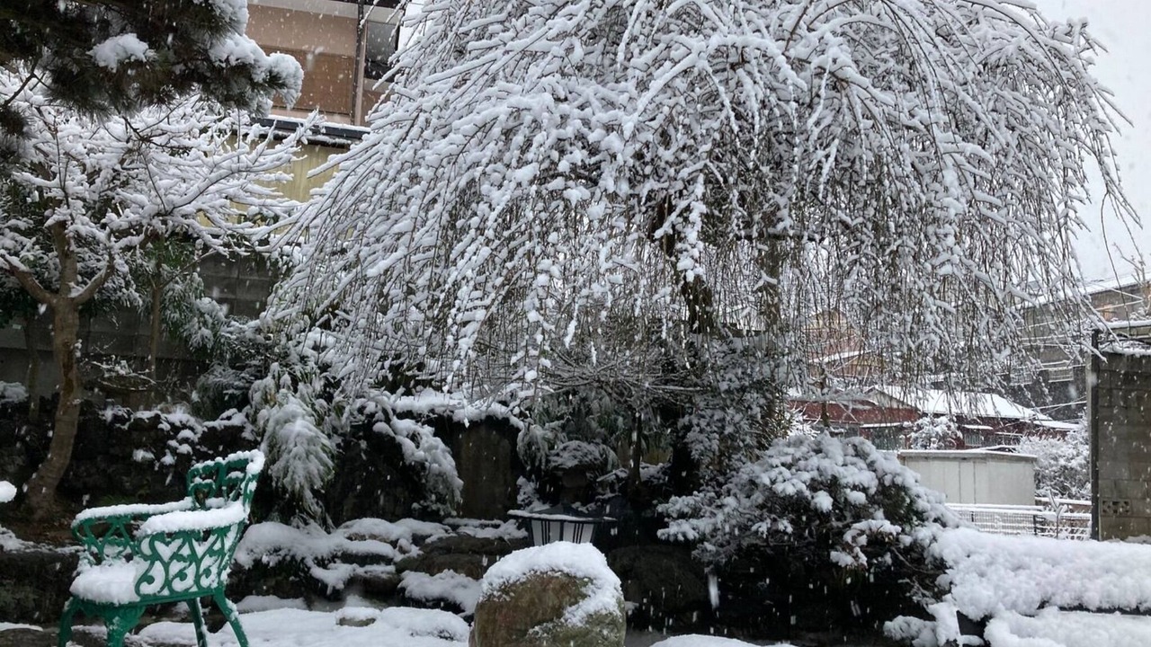 Photo of Outdoor in Sakura