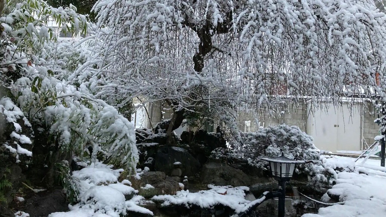 Photo of Outdoor in Sakura