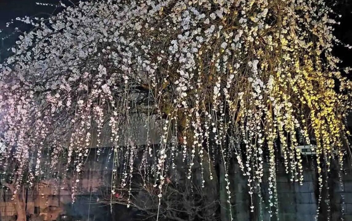 Photo of Outdoor in Sakura