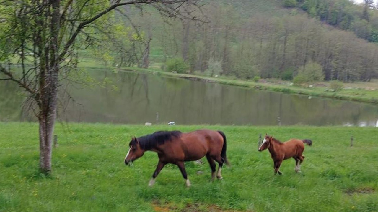 Photo of Others in Mollau